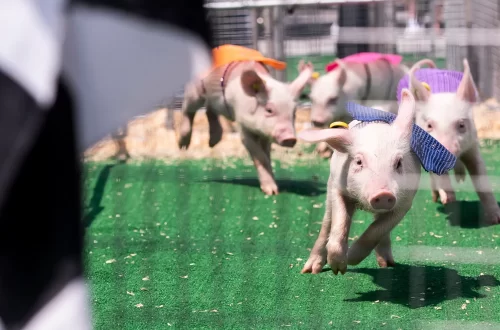 hot-dog-pig-racing